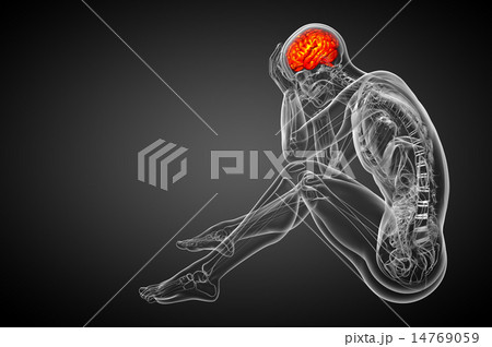 3D medical illustration of the brain 3D medical illustration of the brain 14769059