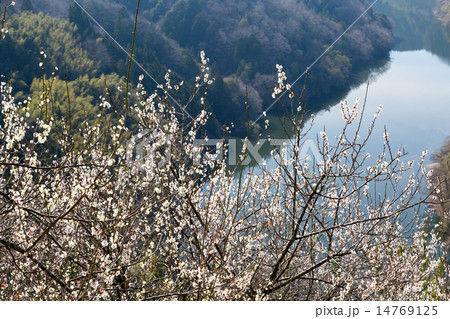 月ヶ瀬梅林からの名張川 月ヶ瀬梅林からの名張川 14769125
