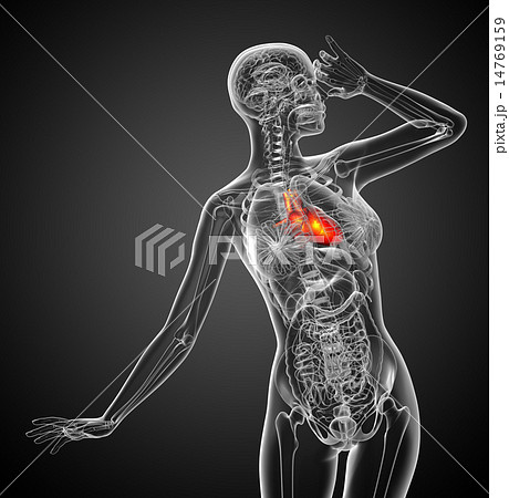 3d rendered medical illustration of a human heart 14769159