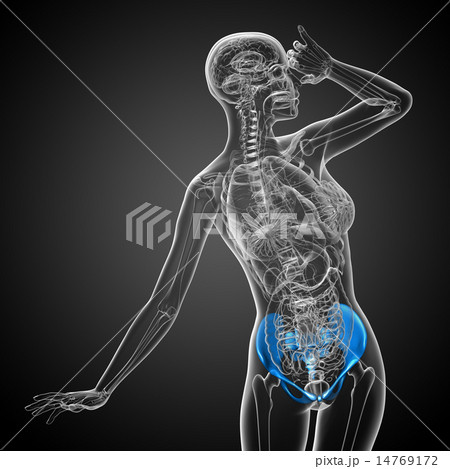 3D medical illustration of the pelvis bone 14769172