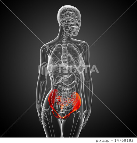 3D medical illustration of the pelvis bone 3D medical illustration of the pelvis bone 14769192