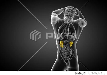 3d render medical illustration of the human kidney 14769246