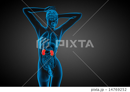 3d render medical illustration of the human kidney 3d render medical illustration of the human kidney 14769252