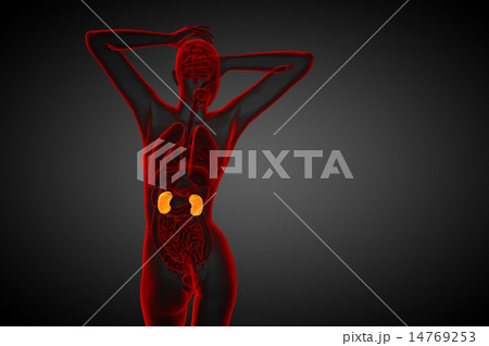 3d render medical illustration of the human kidney 3d render medical illustration of the human kidney 14769253