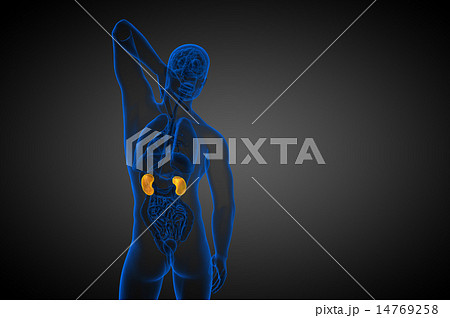 3d render medical illustration of the human kidney 3d render medical illustration of the human kidney 14769258