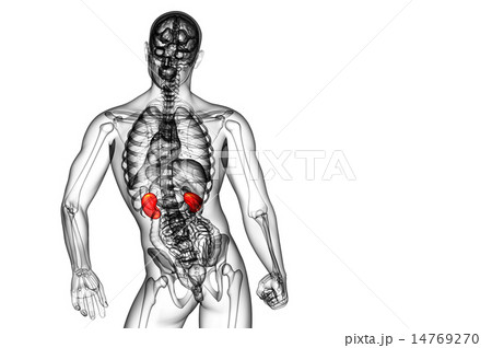 3d render medical illustration of the human kidney 14769270