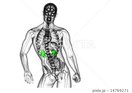 3d render medical illustration of the human kidney 3d render medical illustration of the human kidney 14769271