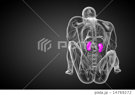 3d render medical illustration of the human kidney 3d render medical illustration of the human kidney 14769272