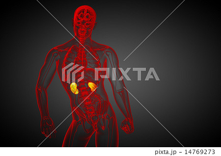 3d render medical illustration of the human kidney 3d render medical illustration of the human kidney 14769273