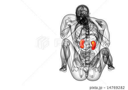 3d render medical illustration of the human kidney 3d render medical illustration of the human kidney 14769282