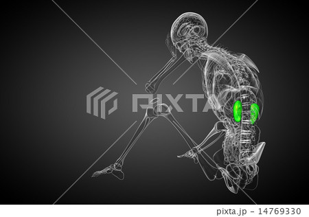 3d render medical illustration of the human kidney 14769330