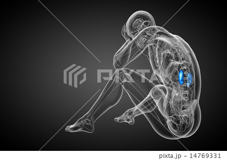 3d render medical illustration of the human kidney 14769331