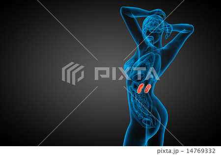 3d render medical illustration of the human kidney 14769332