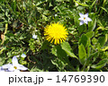 日比谷公園のキバナ（西洋）タンポポとハナニラ 14769390
