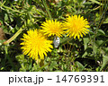 日比谷公園のキバナ（西洋）タンポポ 14769391