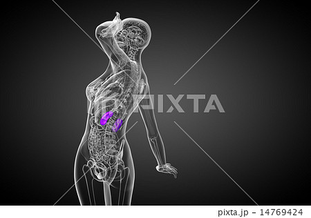 3d render medical illustration of the human kidney 14769424