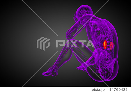 3d render medical illustration of the human kidney 14769425
