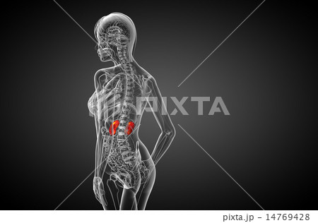 3d render medical illustration of the human kidney 14769428