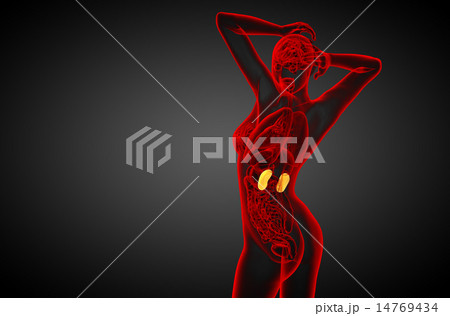 3d render medical illustration of the human kidney 14769434