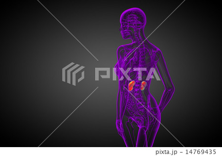 3d render medical illustration of the human kidney 14769435