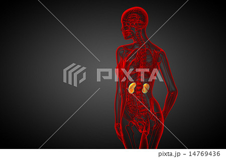 3d render medical illustration of the human kidney 14769436
