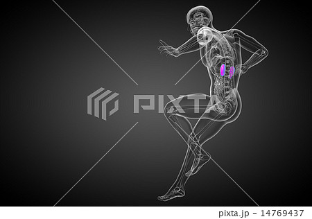 3d render medical illustration of the human kidney 14769437