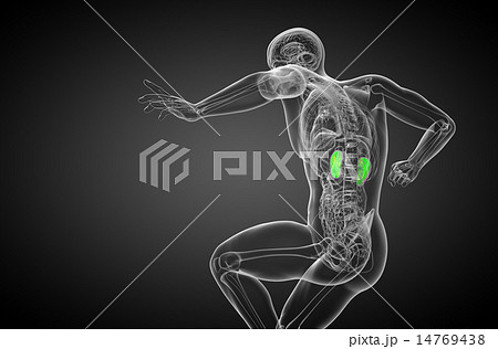 3d render medical illustration of the human kidney 14769438