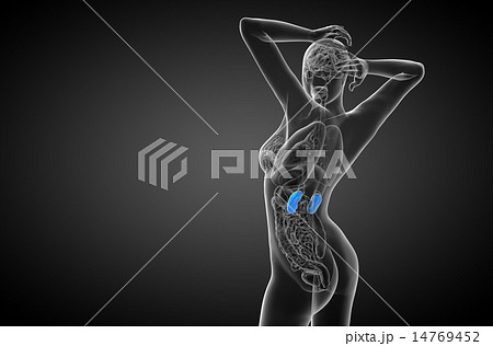 3d render medical illustration of the human kidney 14769452