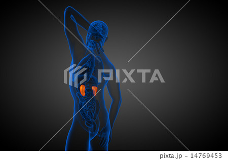 3d render medical illustration of the human kidney 3d render medical illustration of the human kidney 14769453