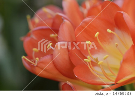 クリビア(君子蘭)の花 クリビア(君子蘭)の花 14769533