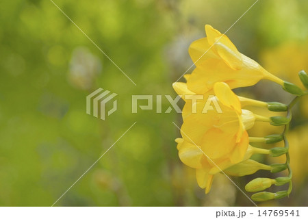 フリージア 14769541