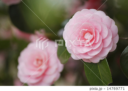 椿の花 14769771