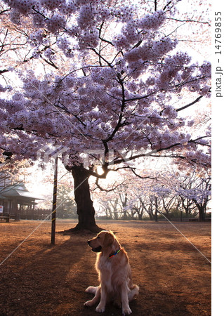 早朝の桜 早朝の桜 14769855