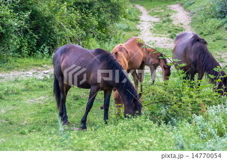 Four horses grazing in the mountains 14770054