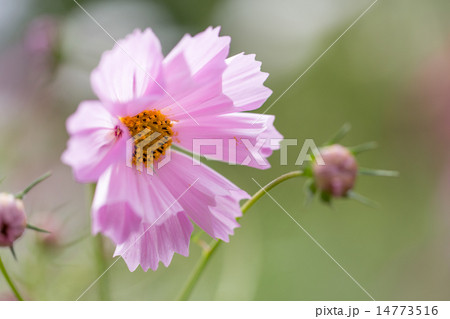 コスモス シーシェル(ピンク) コスモス シーシェル(ピンク) 14773516