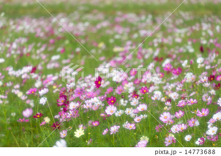 コスモス畑 14773688