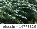 ユキヤナギの花 14773826