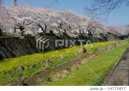 桜と菜の花、立川、根川緑道西端部から残堀川河岸にて 桜と菜の花、立川、根川緑道西端部から残堀川河岸にて 14773857