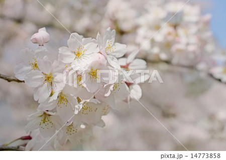 桜、花びら、桜色 桜、花びら、桜色 14773858
