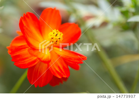 コスモス ロードスカーレット 14773937
