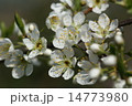 スモモの花 14773980