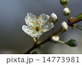 スモモの花 14773981