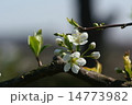 スモモの花 14773982