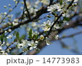 スモモの花 14773983