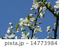 スモモの花 14773984