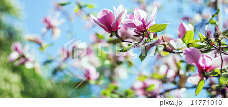 magnolia tree blossom magnolia tree blossom 14774040