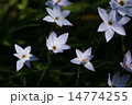 ハナニラの花 14774255