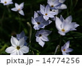ハナニラの花 14774256