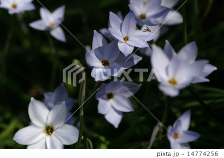 ハナニラの花 ハナニラの花 14774256