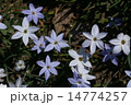 ハナニラの花 14774257